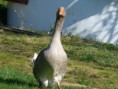 /album/husa1/p1110555-800x600-jpg/